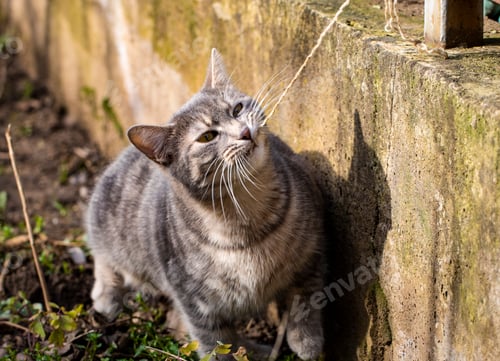 Tabby Cat Plays with String Outside on Concrete
