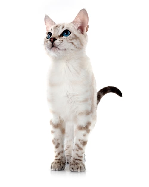 Preview: bengal kitten in studio