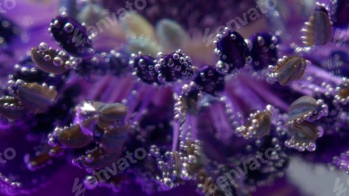 Preview: Purple flower.Stock footage. A bright purple flower on which artificial smoke is allowed and it