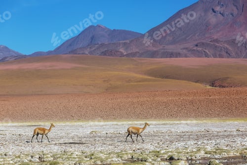 Preview: Guanaco