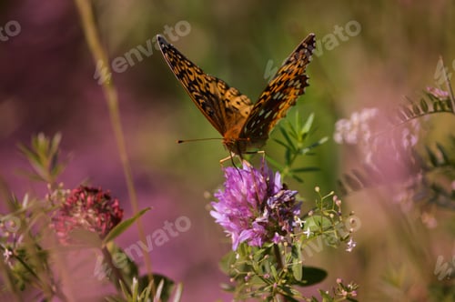 Preview: Butterfly