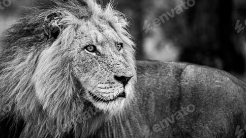 Preview: Portrait of a male lion,Panthera leo, in black and white.