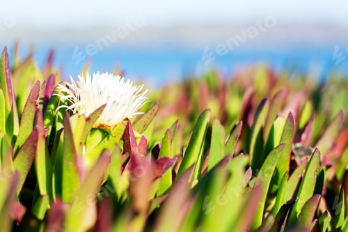 Preview: Beautiful flower in a green field at Doran Beach, California