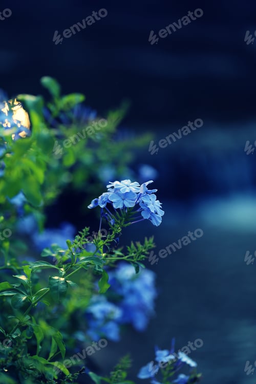 Preview: Blue hydrangea flower in garden