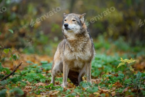 Preview: Close up wolf in autumn forest background