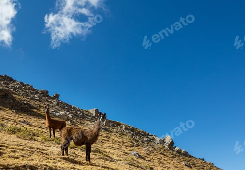 Preview: Llama