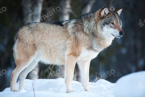 Preview: Wolf standing in the cold winter forest