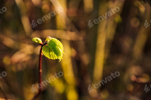 Preview: Spring tree leaf out of bud. Composition of nature