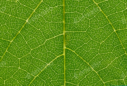 Preview: super macro of green leaf with detail of the nerves