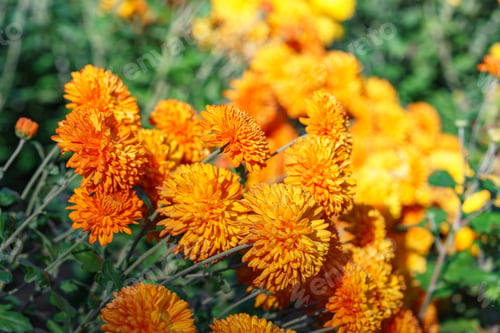 Preview: Close Up Beautiful Orange Korean Chrysanthemum Flowers In Full Autumn Bloom, Floral Background