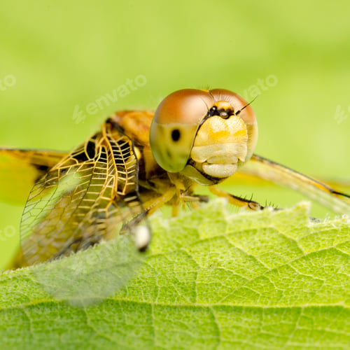 Preview: dragonfly macro