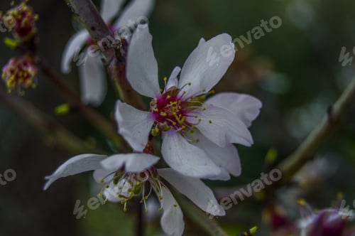 Preview: Closeup shot of cute flowers on tree branches