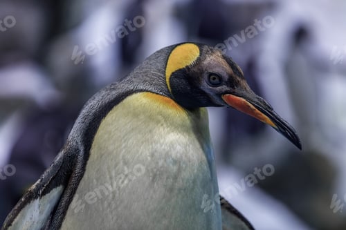 Preview: Penguin in Loro Park. Tenerife, Spain