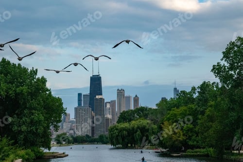 Preview: Canadian Geese flying in a city