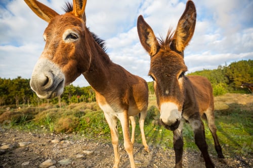 Preview: Wild donkey