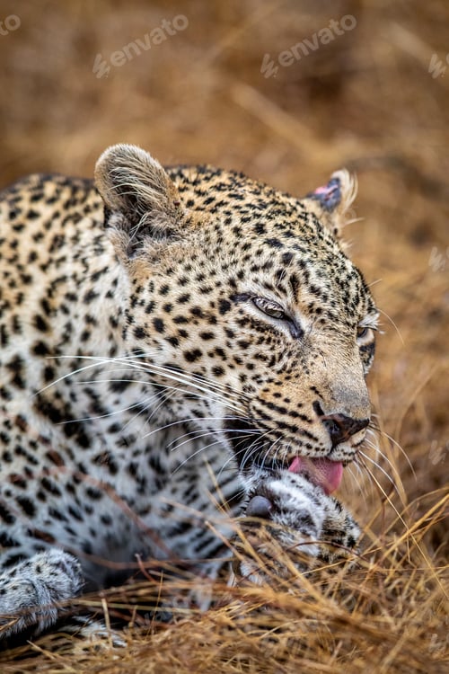 Preview: Close up of a female Leopard in the Kruger.