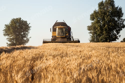 Preview: yellow harvester