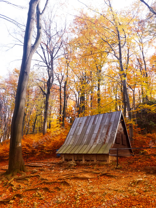 Preview: Autumn morning. Red and golden trees in the forest with a wooden forester house, Poland