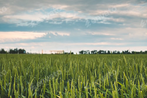 Preview: Field with green wheat, agricultural industry.