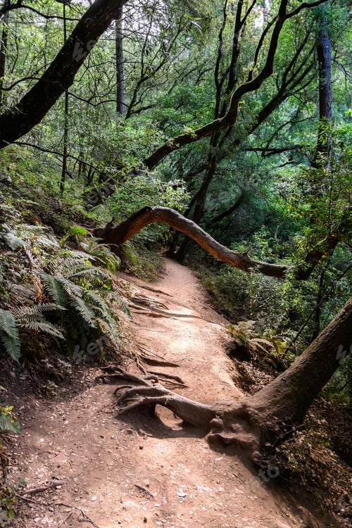 Preview: Hiking trail through a lush forest