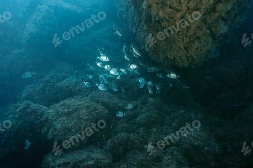 Preview: Common Two-Banded Seabream Diplodus vulgaris undersea. Mediterranean sea, Benidorm, Spain