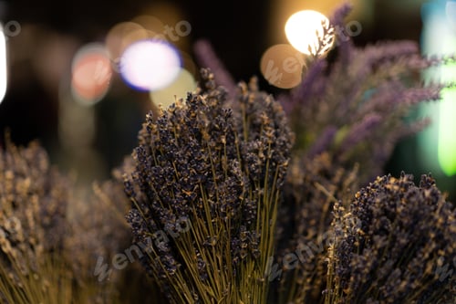 Preview: Close up of dried lavender with bokeh lights in the background