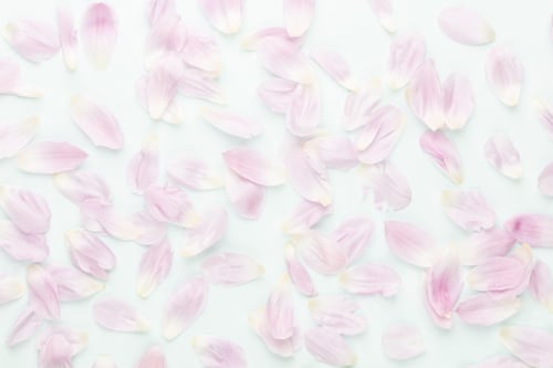 Preview: Pink tulip petals on pastel background.