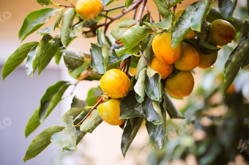 Preview: Persimmon Fruit Grows On A Tree In Autumn