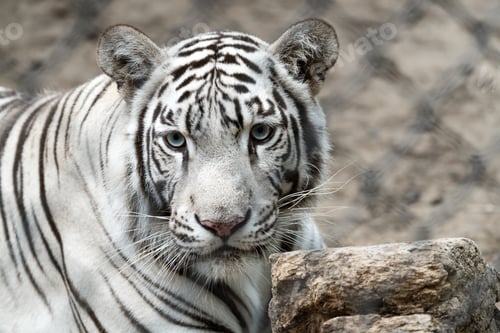 Preview: Closeup shot of a beautiful white tiger
