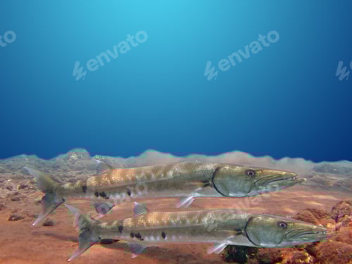 Preview: Great Barracuda fish in ocean Bali