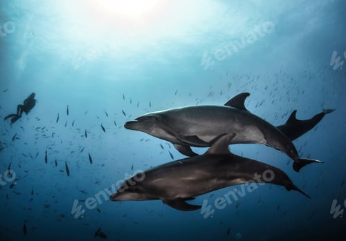 Preview: Dolphin (Delphinidae) mammal swimming in tropical underwaters