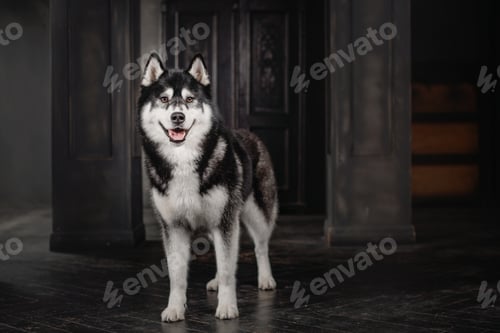 Preview: Husky dog in a black interior