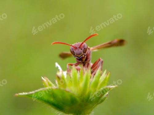 Preview: The Polistinae is a subfamily of eusocial wasps belonging to the family Vespidae