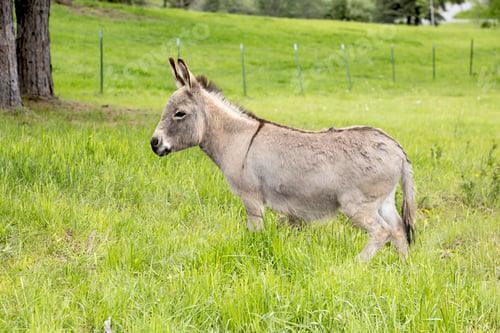 Preview: Miniature donkey in tall grass.