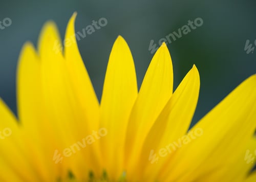 Preview: Sunflower petals closeup.