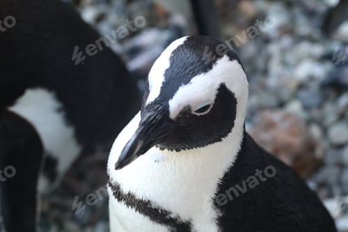 Preview: penguin, bird, nature, animal, south, wildlife, white, african, black, outdoors, africa, feathers, s