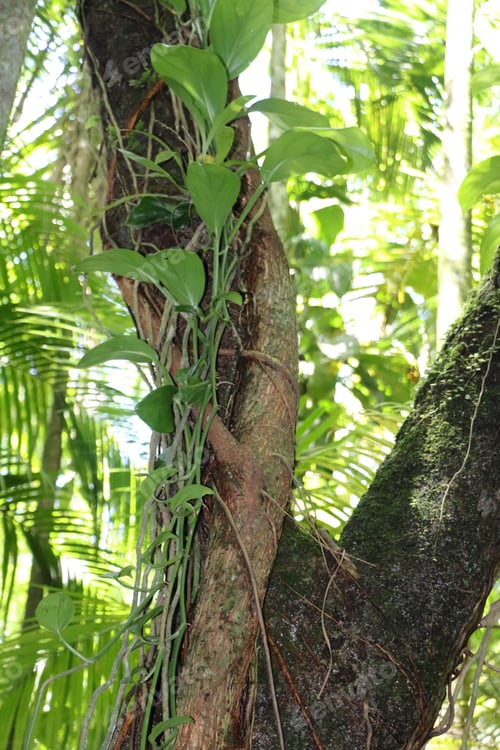 Preview: Tree trunk from the Atlantic forest with different types of vines