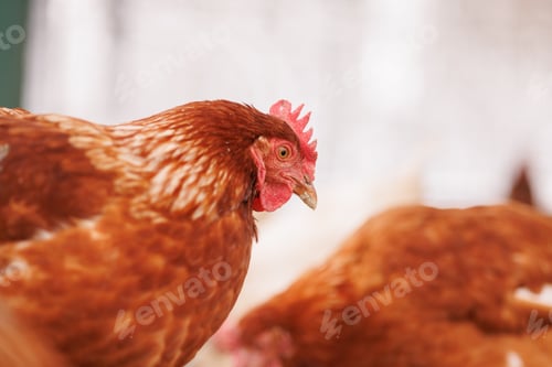 Preview: chicken eats feed and grain at eco chicken farm, free range chicken farm