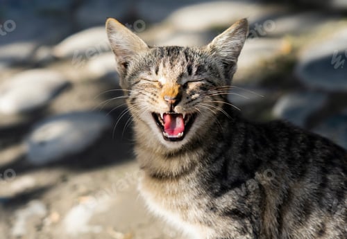 Preview: Cute lone stray cat yawning with mouth wide open
