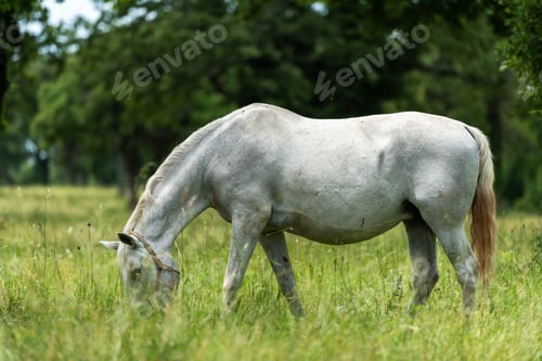 Preview: Lipizzan White Horses Grazing Peacefully at Lipica Stud Farm, Slovenia