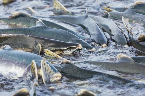 Preview: Salmon spawning