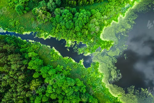 Preview: Beautiful green algae on the lake, flying above