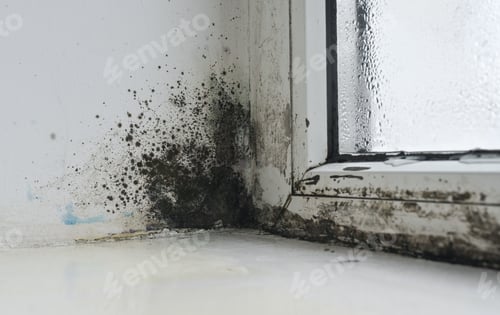 Preview: Black mold colonies flourish on damp window glass.
