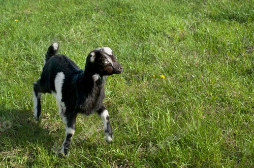 Preview: little, cheerful goat jumps on a spring green meadow