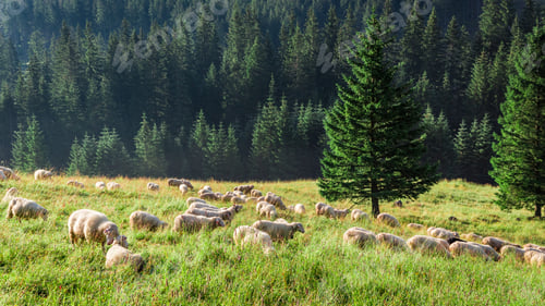 Preview: Big flock of sheep grazing in green valley, Tatras, Poland