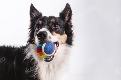 Preview: Portrait of a Border Collie Dog with a Ball in Its Mouth