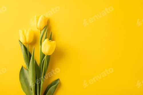 Preview: Beautiful yellow tulips arranged against a matching vibrant background