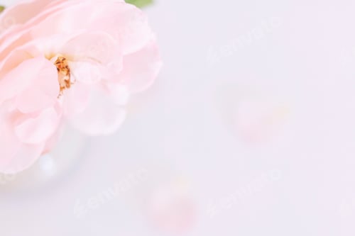 Preview: Unfocused blur Sweet color of rose in soft style