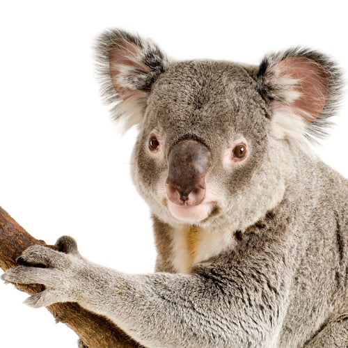 Vorschau: Koala
