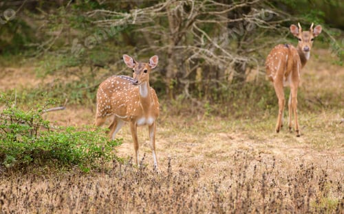 Preview: Pair of young Ceylon spotted deers watchfully foraging in the evening.